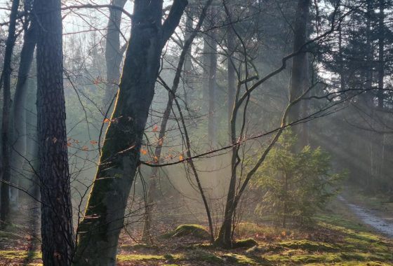 bomen